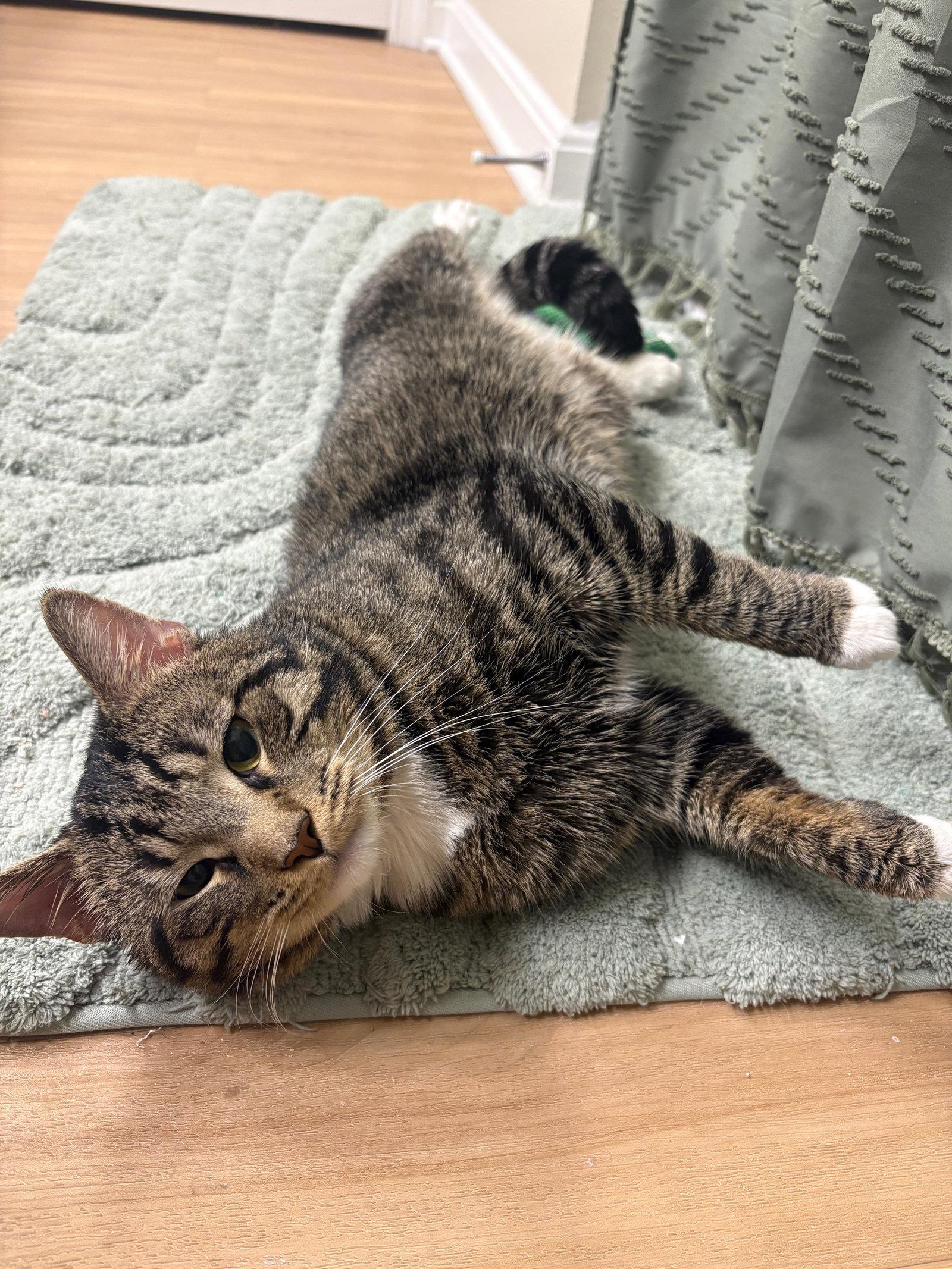 Enlarge Milo, a Adoptable Domestic Short Hair in Reston, VA image 3/3