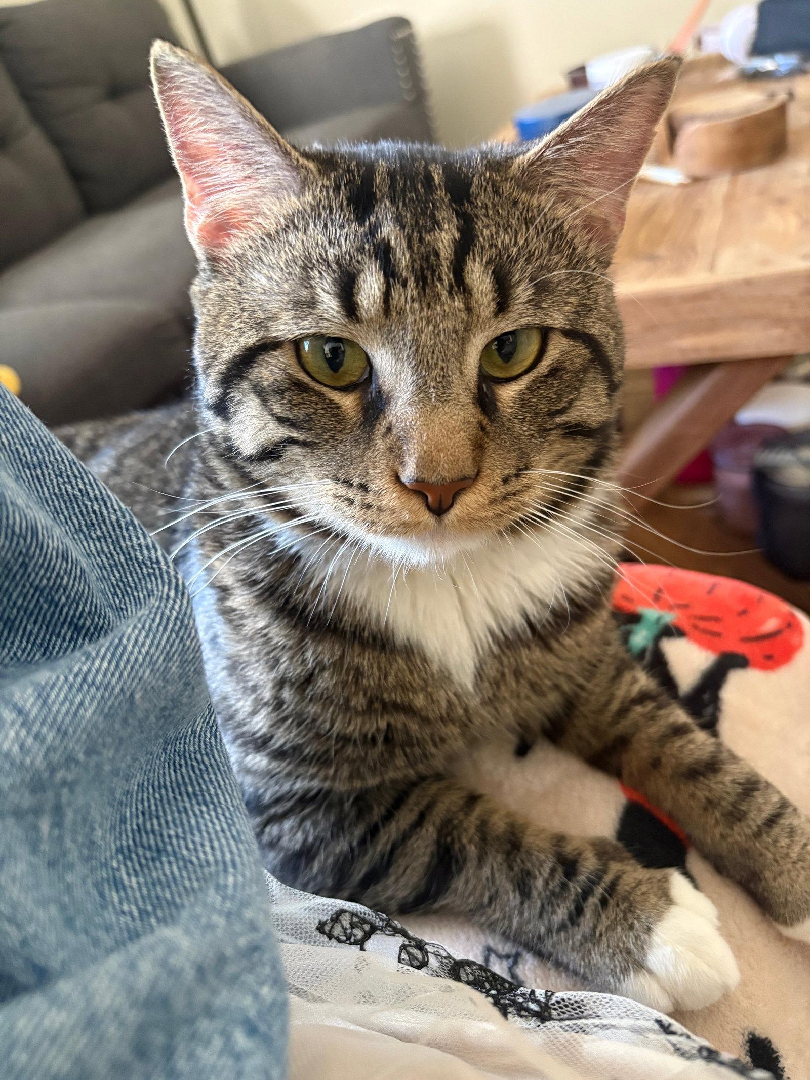 Milo, Adoptable, Young Male Domestic Short Hair.