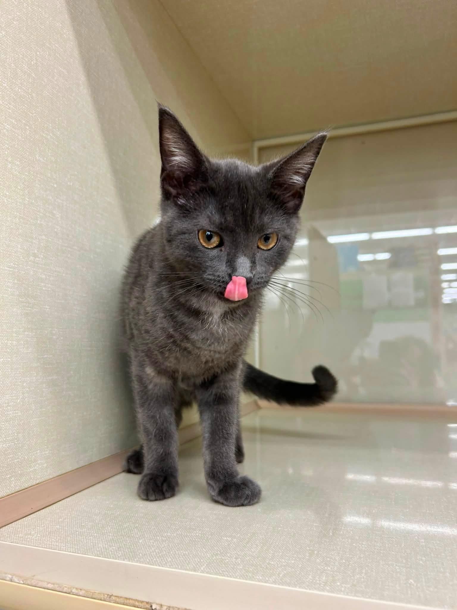 Tennille, an adopted Domestic Short Hair in Warren, OH image 2/2