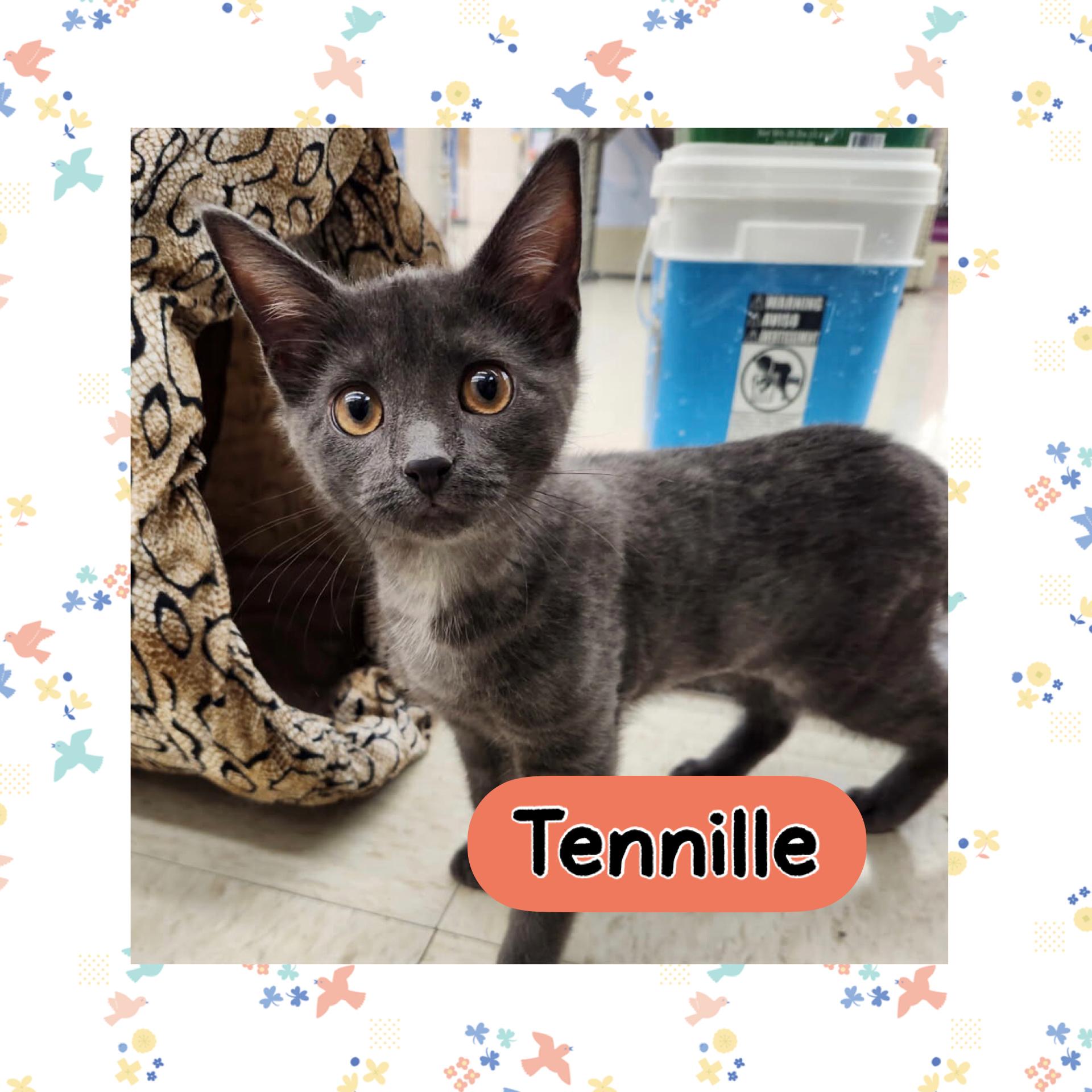 Tennille, adopted, Young Female Domestic Short Hair.
