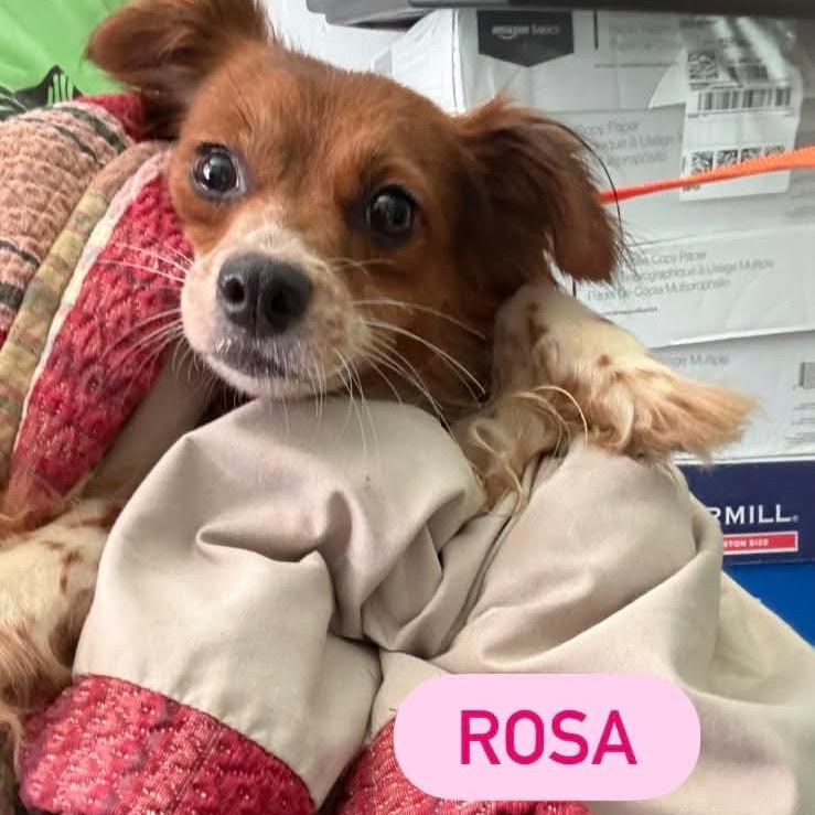 Rosa, Adoptable, Adult Female Chihuahua & Terrier.