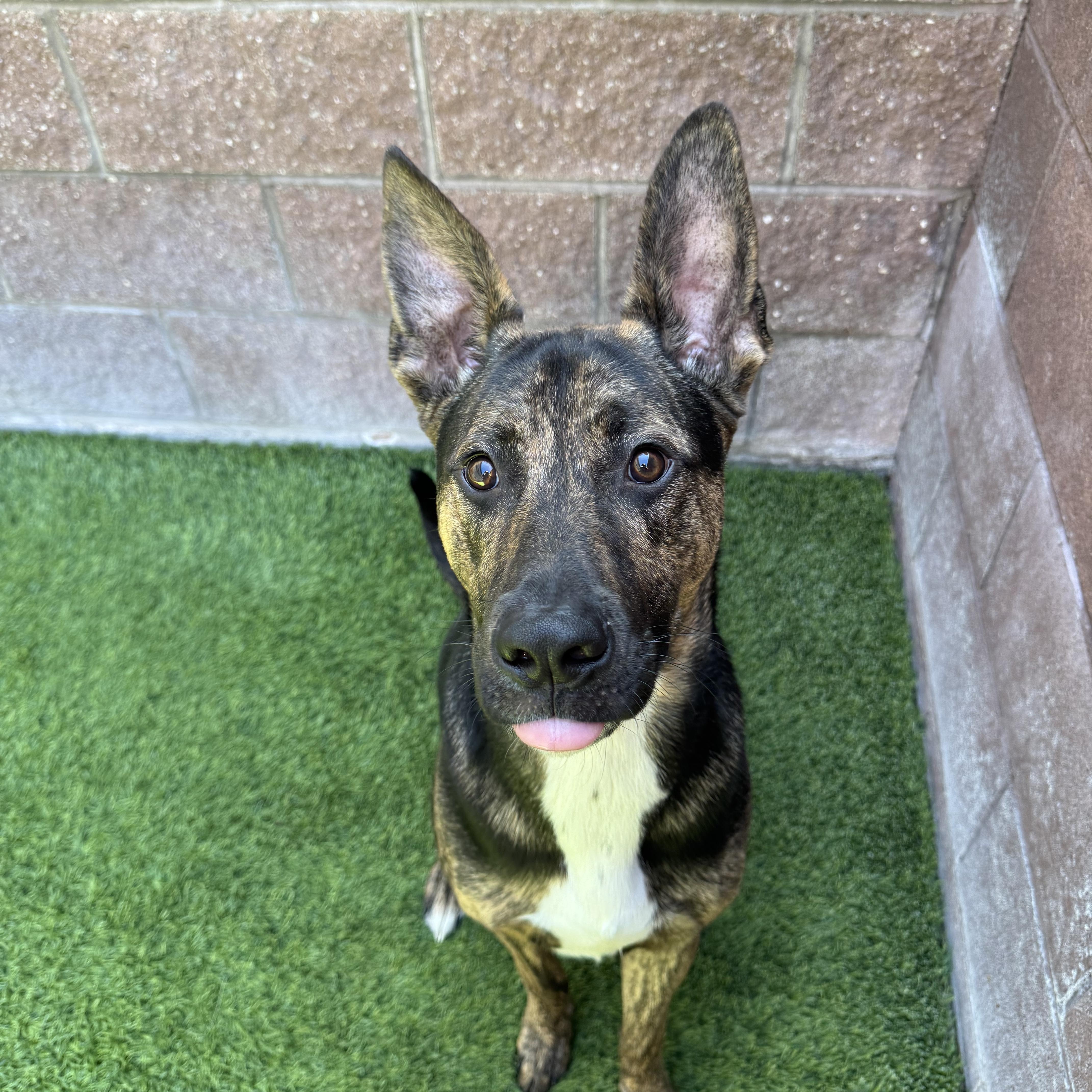 Cavatelli, adoptable, Young Male Mixed Breed.