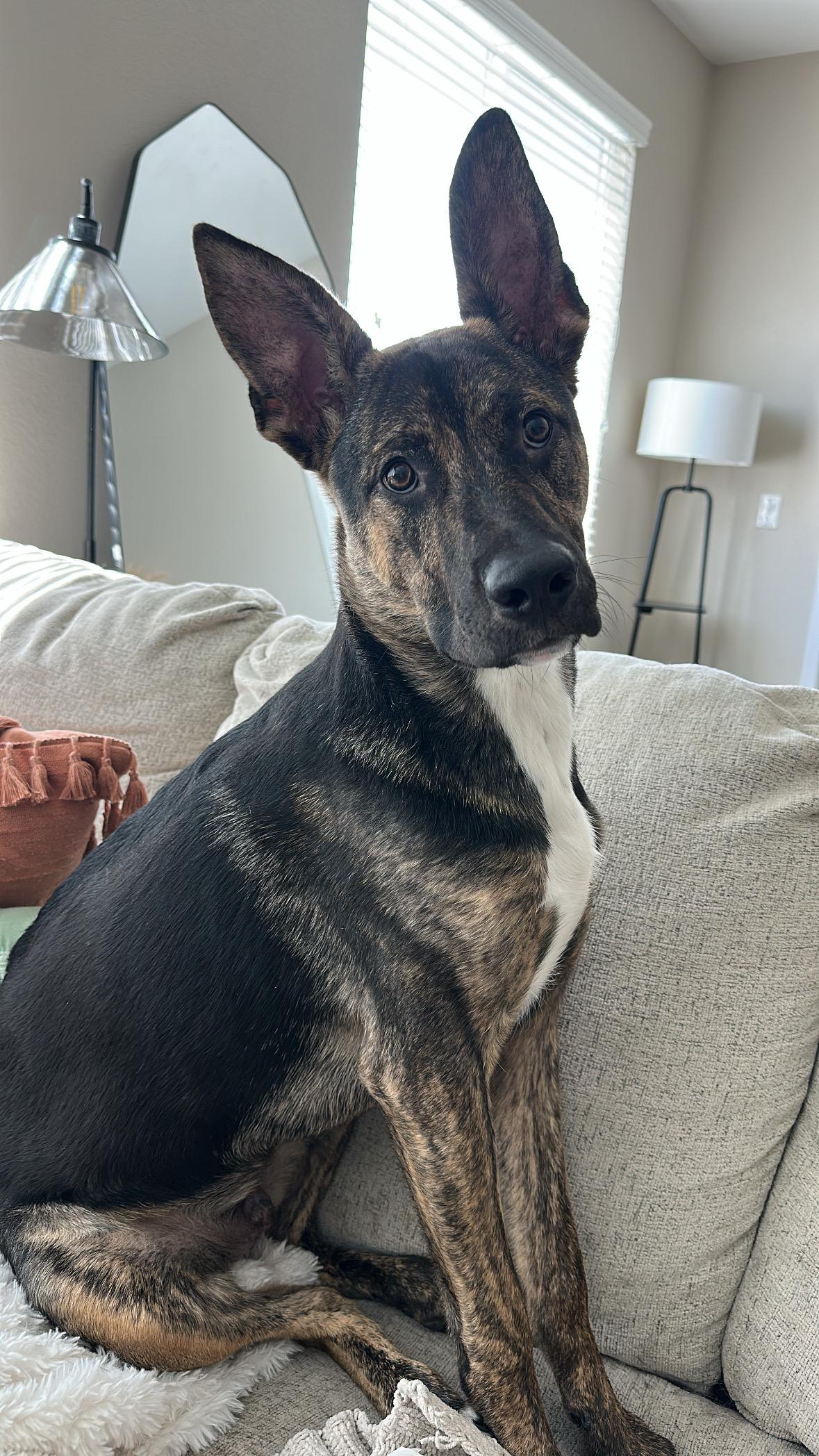 Cavatelli, adoptable, Young Male Mixed Breed.