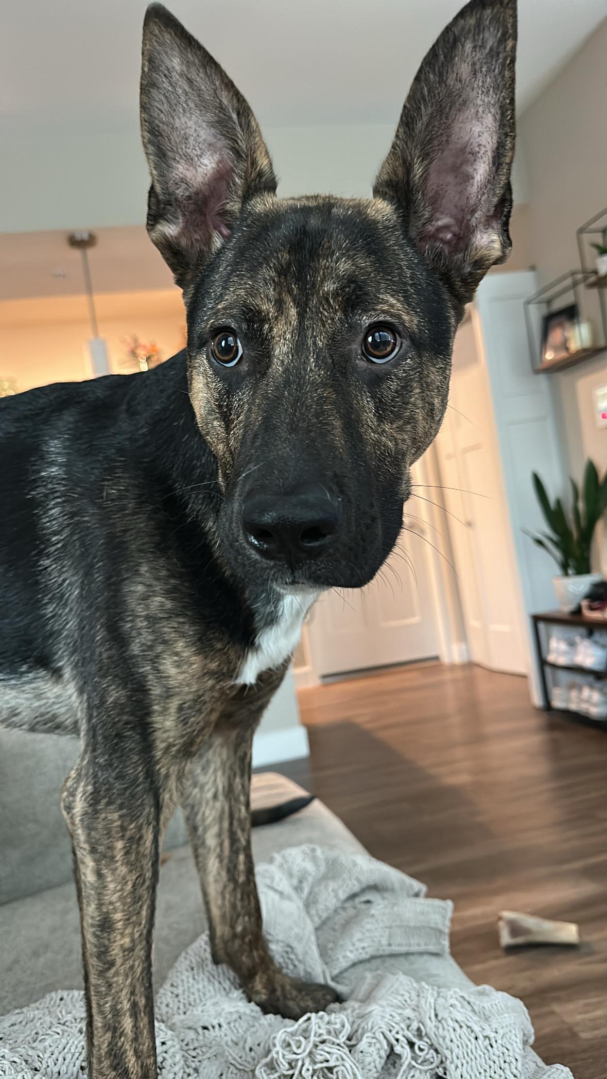 Enlarge Cavatelli, an adoptable Mixed Breed in Henderson, NV image 2/4