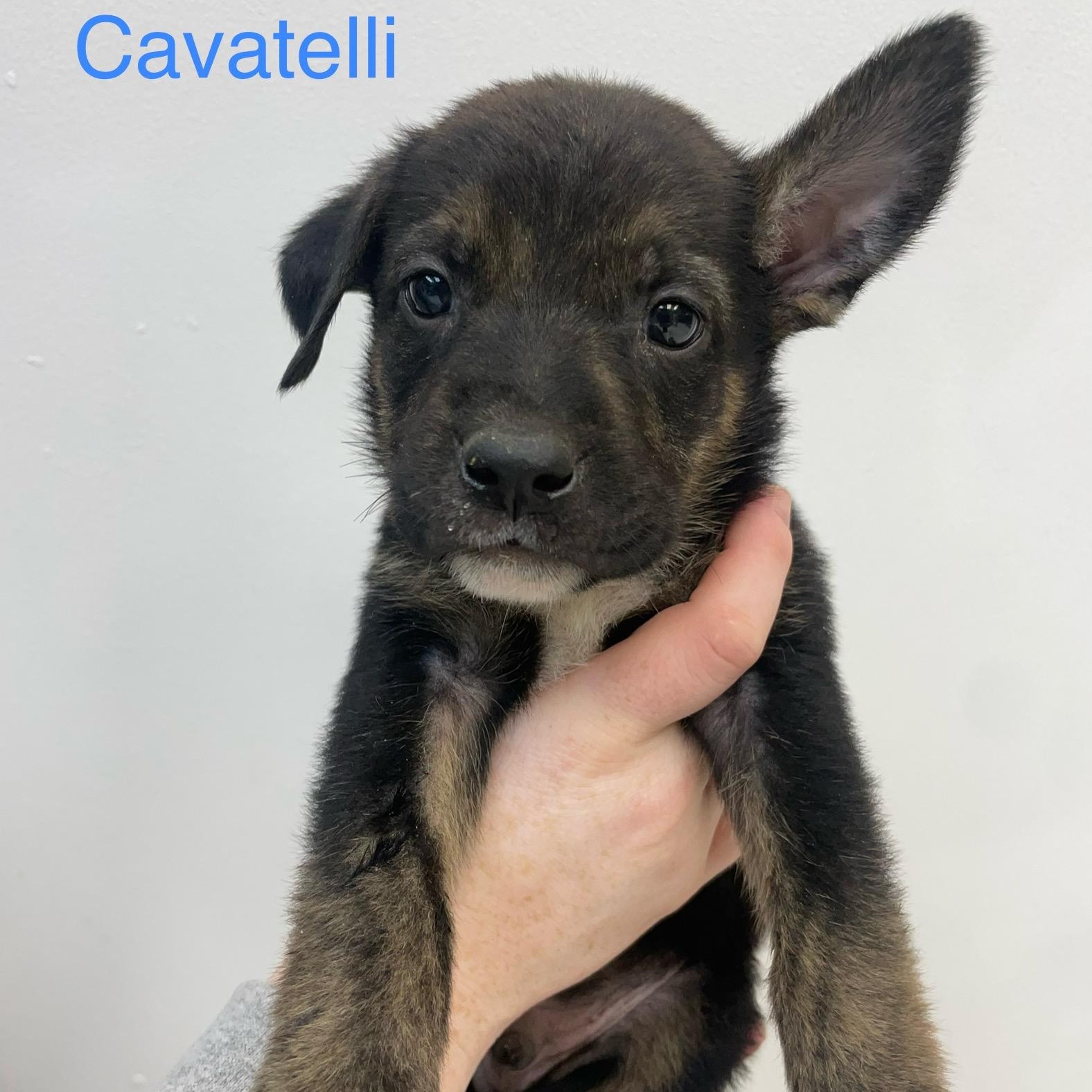 Cavatelli