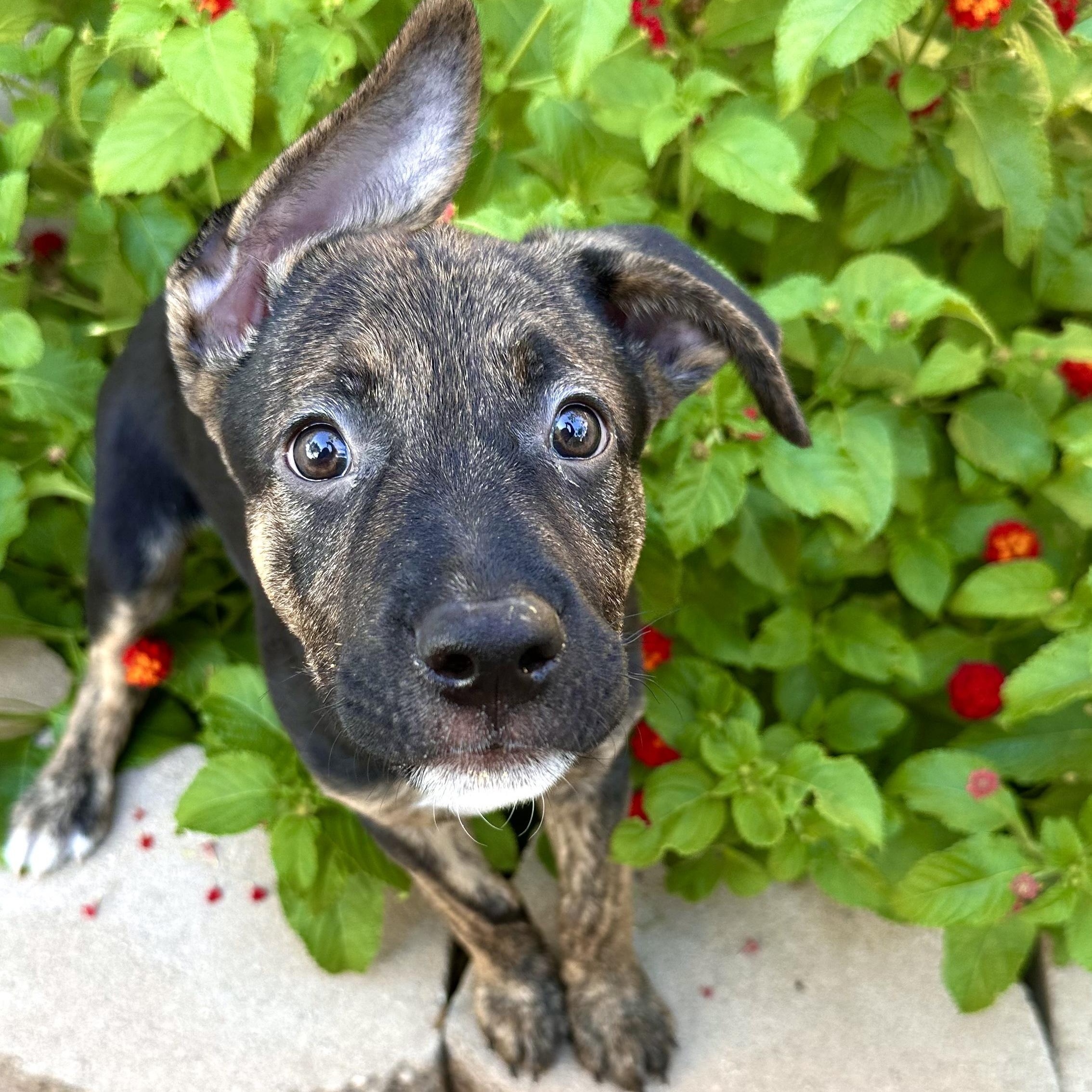 Enlarge Cavatelli, an adoptable Mixed Breed in Henderson, NV image 3/4