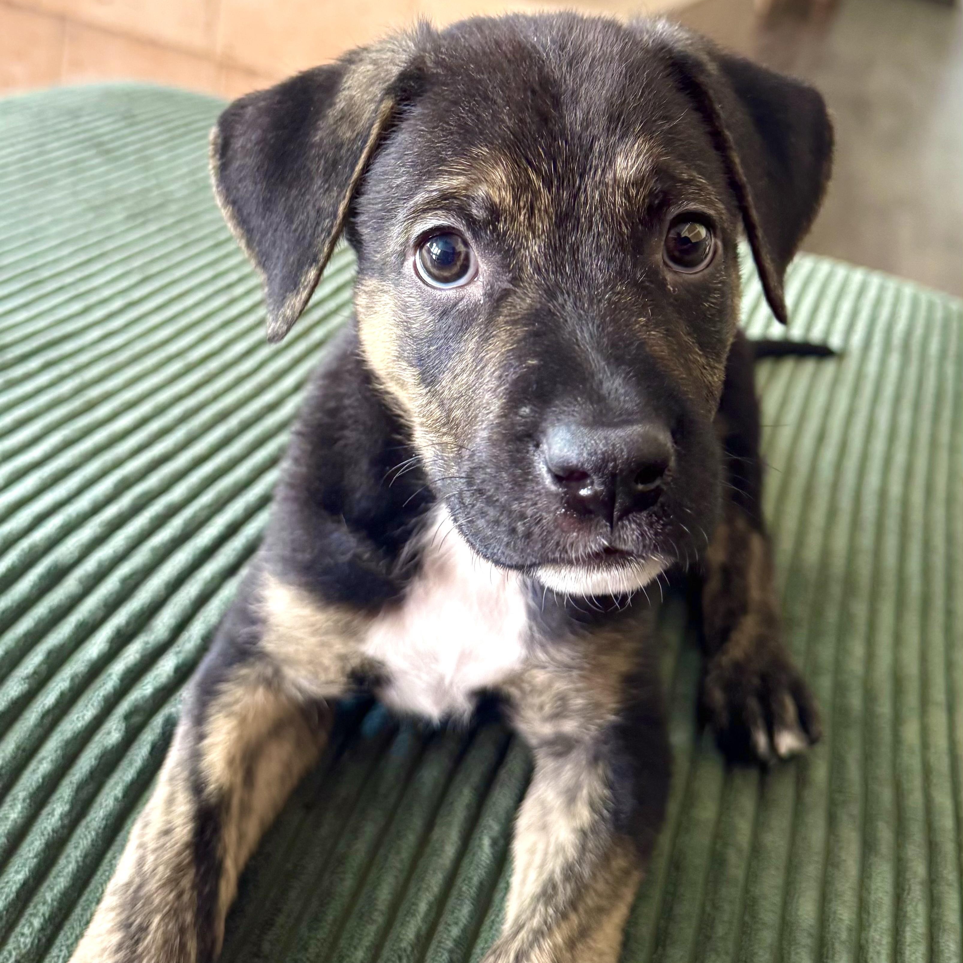 Enlarge Cavatelli, an adoptable Mixed Breed in Henderson, NV image 4/4