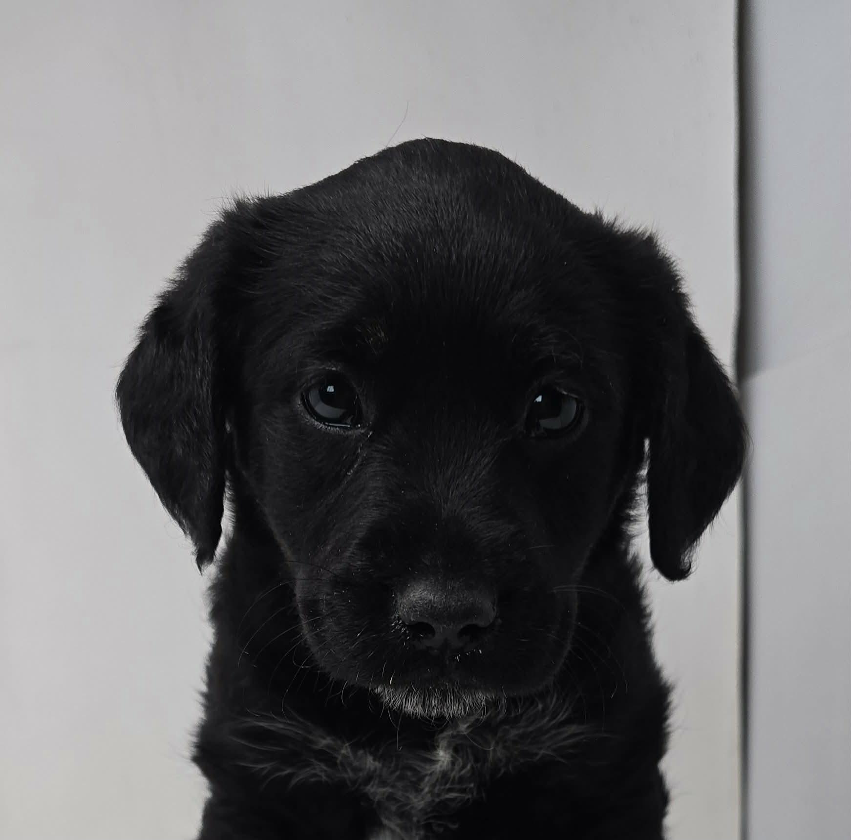 Whirlaway, adopted, Puppy Female Labrador Retriever & Hound.