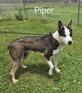Piper