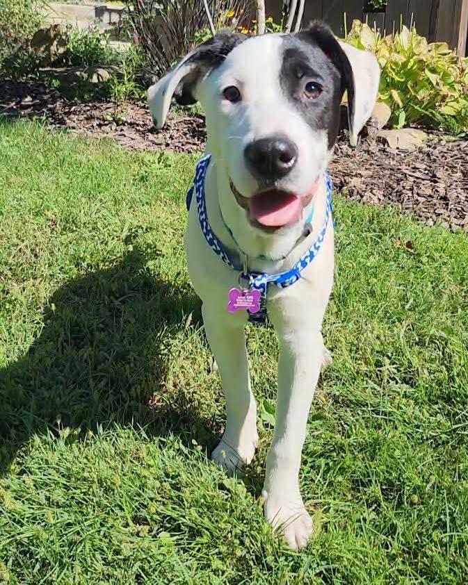 Enlarge Ozzie, a Adoptable mixed breed in Washington , PA image 1/1