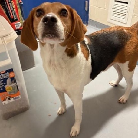 Bodi, Adoptable, Adult Male American Foxhound.