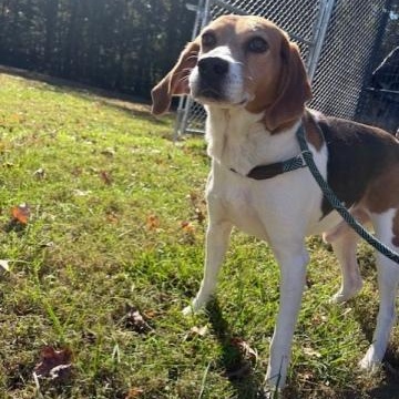 Enlarge Bodi, a Adoptable American Foxhound in Ashland, VA image 2/2