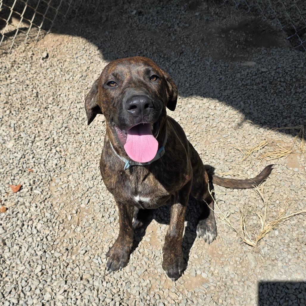 Enlarge Luka, a Adoptable mixed breed in Marble, NC image 1/2