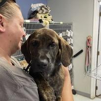 Enlarge Luka, a Adoptable mixed breed in Marble, NC image 2/2