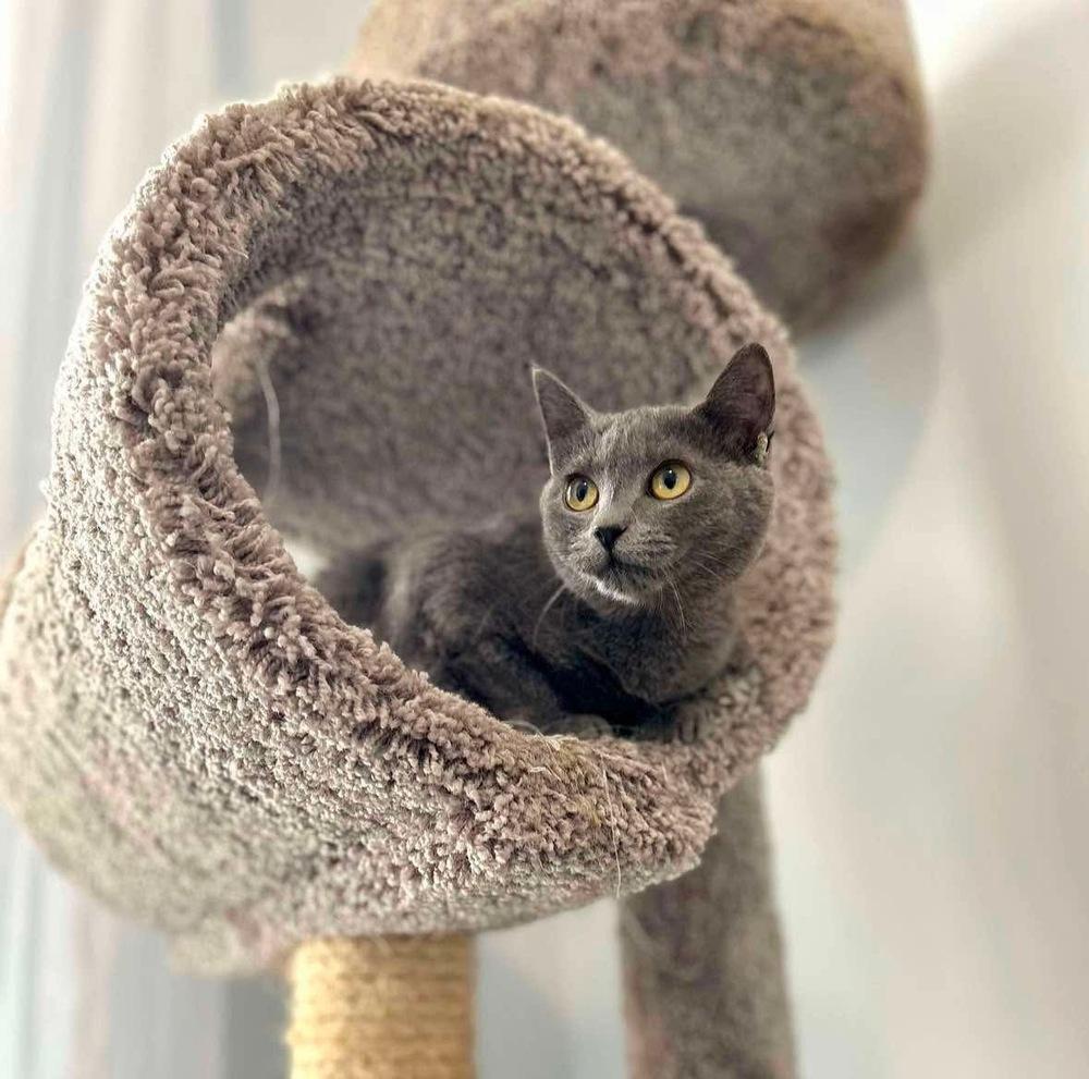 Enlarge Sosie, a Adoptable Domestic Short Hair in Raleigh, NC image 1/6