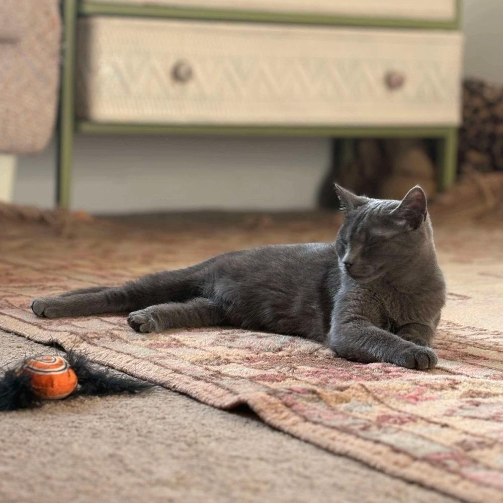 Enlarge Sosie, a Adoptable Domestic Short Hair in Raleigh, NC image 3/6