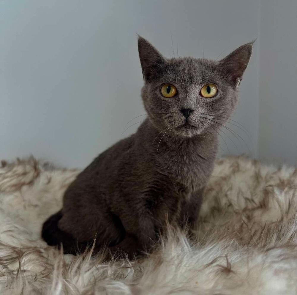 Sosie, Adoptable, Kitten Female Domestic Short Hair.