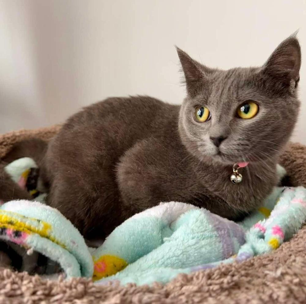Enlarge Sosie, a Adoptable Domestic Short Hair in Raleigh, NC image 5/6