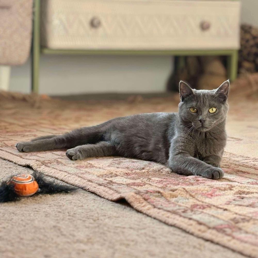 Enlarge Sosie, a Adoptable Domestic Short Hair in Raleigh, NC image 6/6