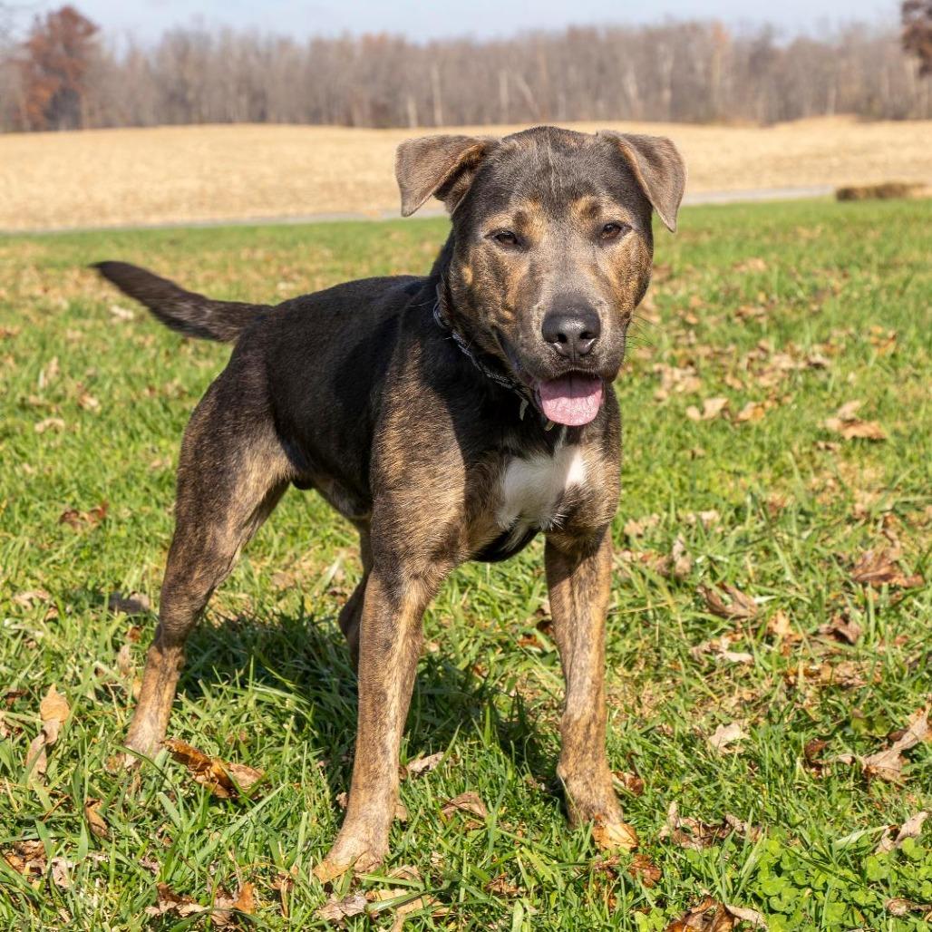 Enlarge Mulligan, a Adoptable Mixed Breed in Troy, IL image 1/4