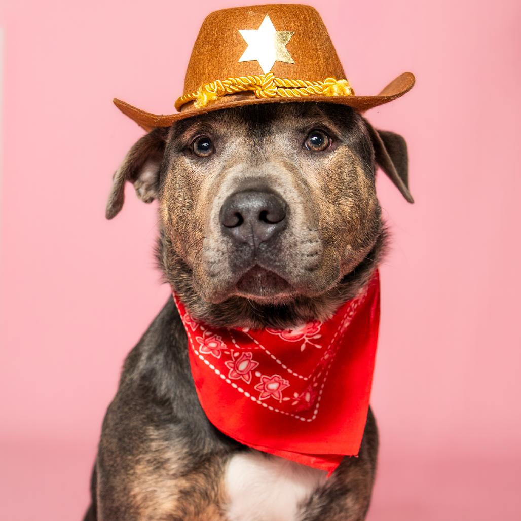 Enlarge Mulligan, a Adoptable Mixed Breed in Troy, IL image 2/6