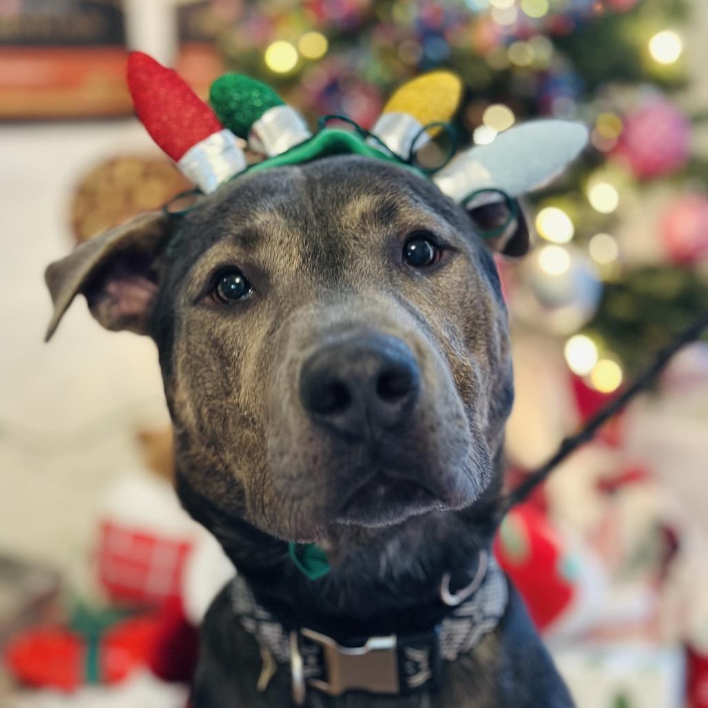 Enlarge Mulligan, a Adoptable Mixed Breed in Troy, IL image 3/4