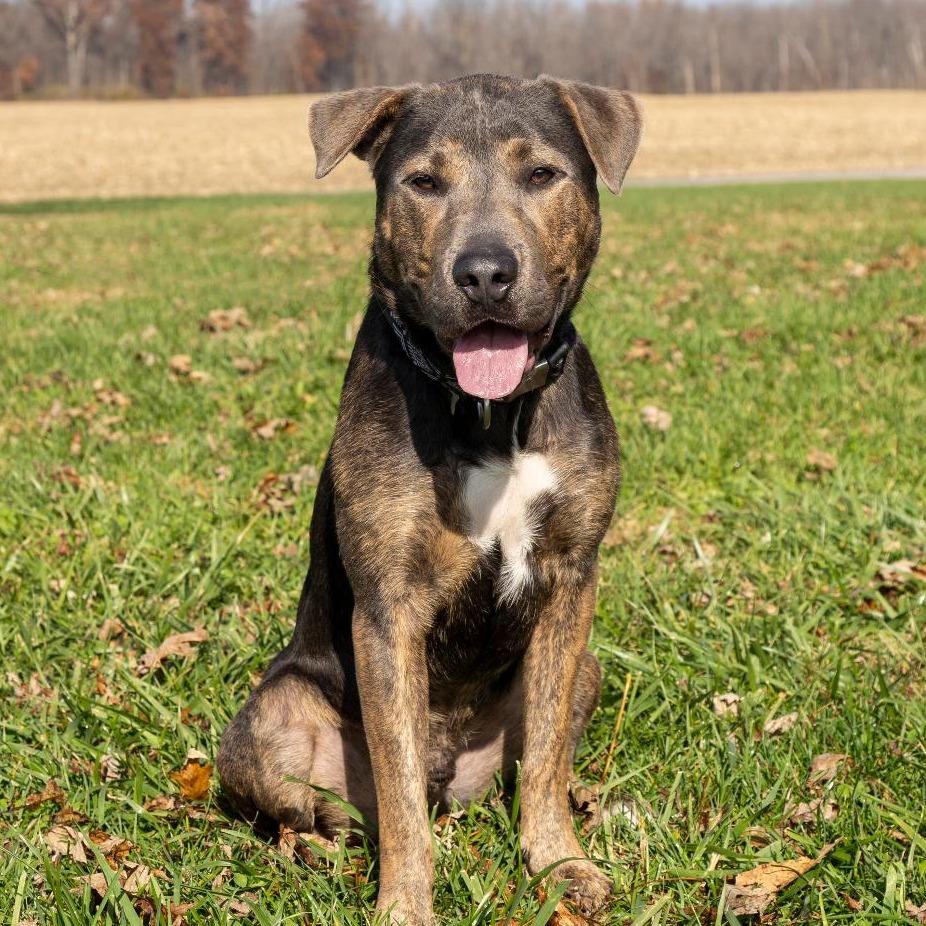 Enlarge Mulligan, a Adoptable Mixed Breed in Troy, IL image 4/4