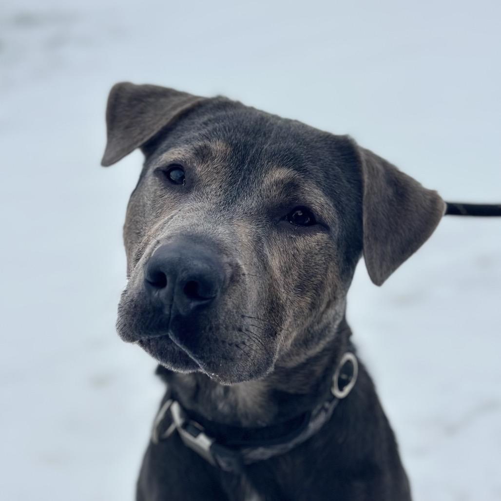 Enlarge Mulligan, a Adoptable Mixed Breed in Troy, IL image 5/5