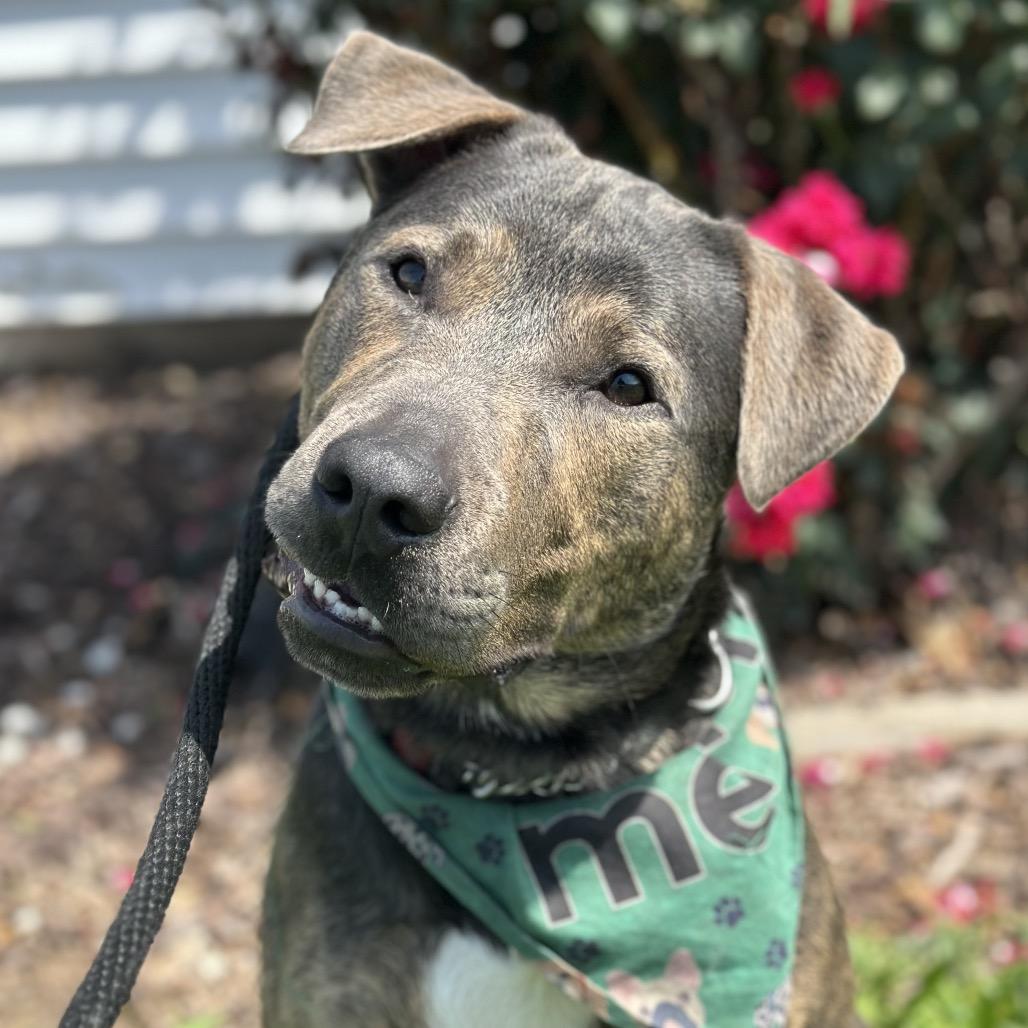 Mulligan **Off-Site Foster Home**, a Adoptable Mixed Breed in Troy, IL image 6/6