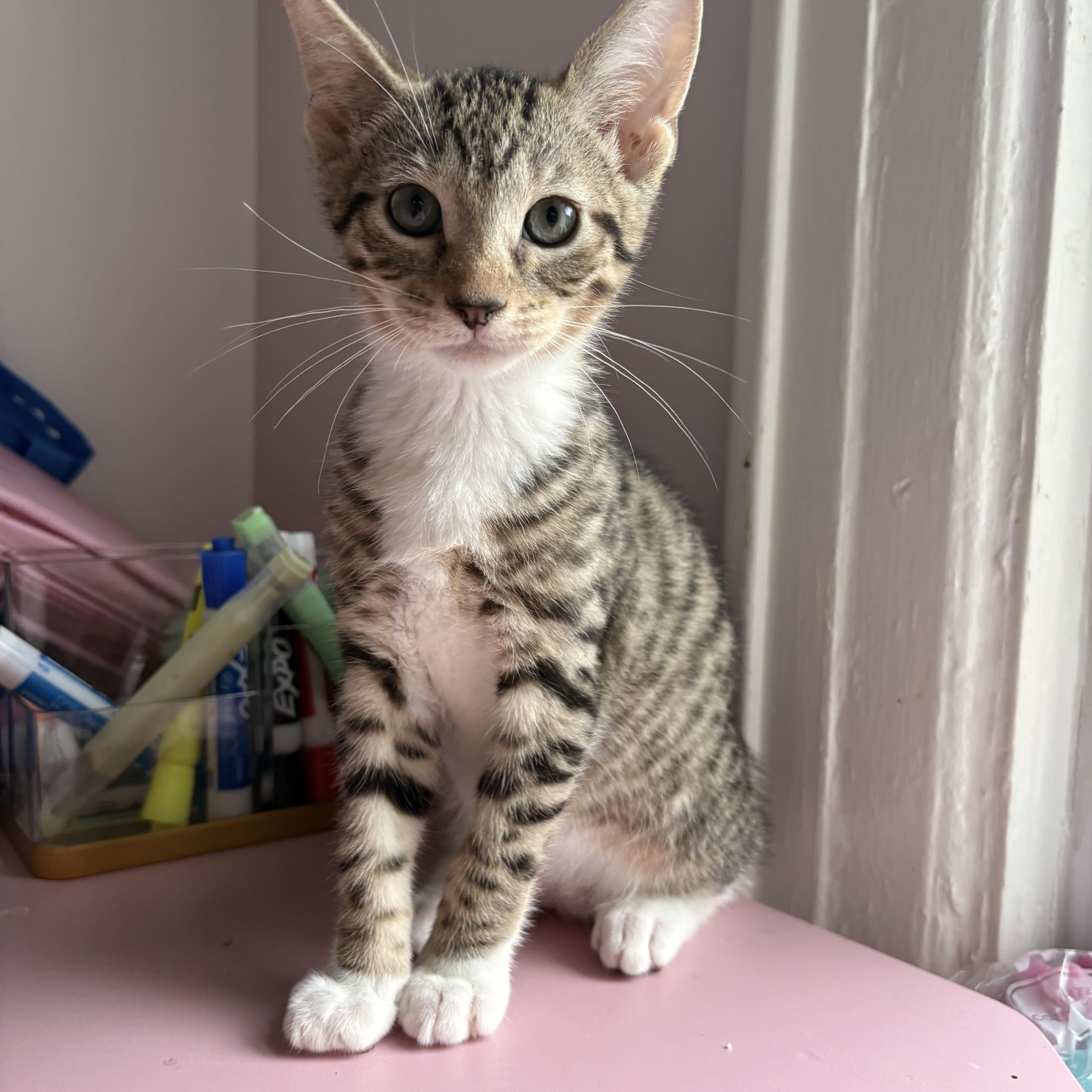 Enlarge Atticus, a Adoptable mixed breed in Roslyn Heights, NY image 2/5