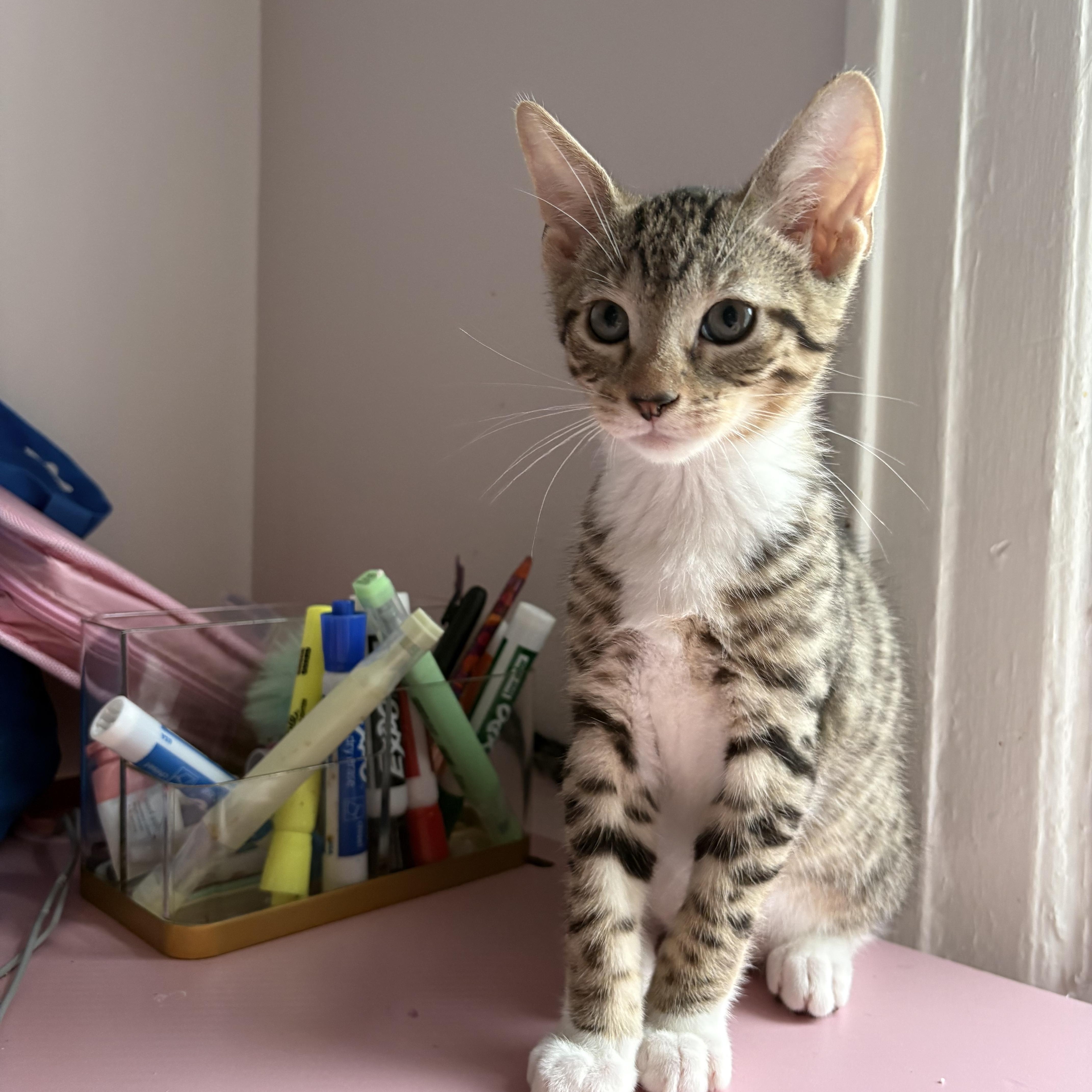 Atticus photo