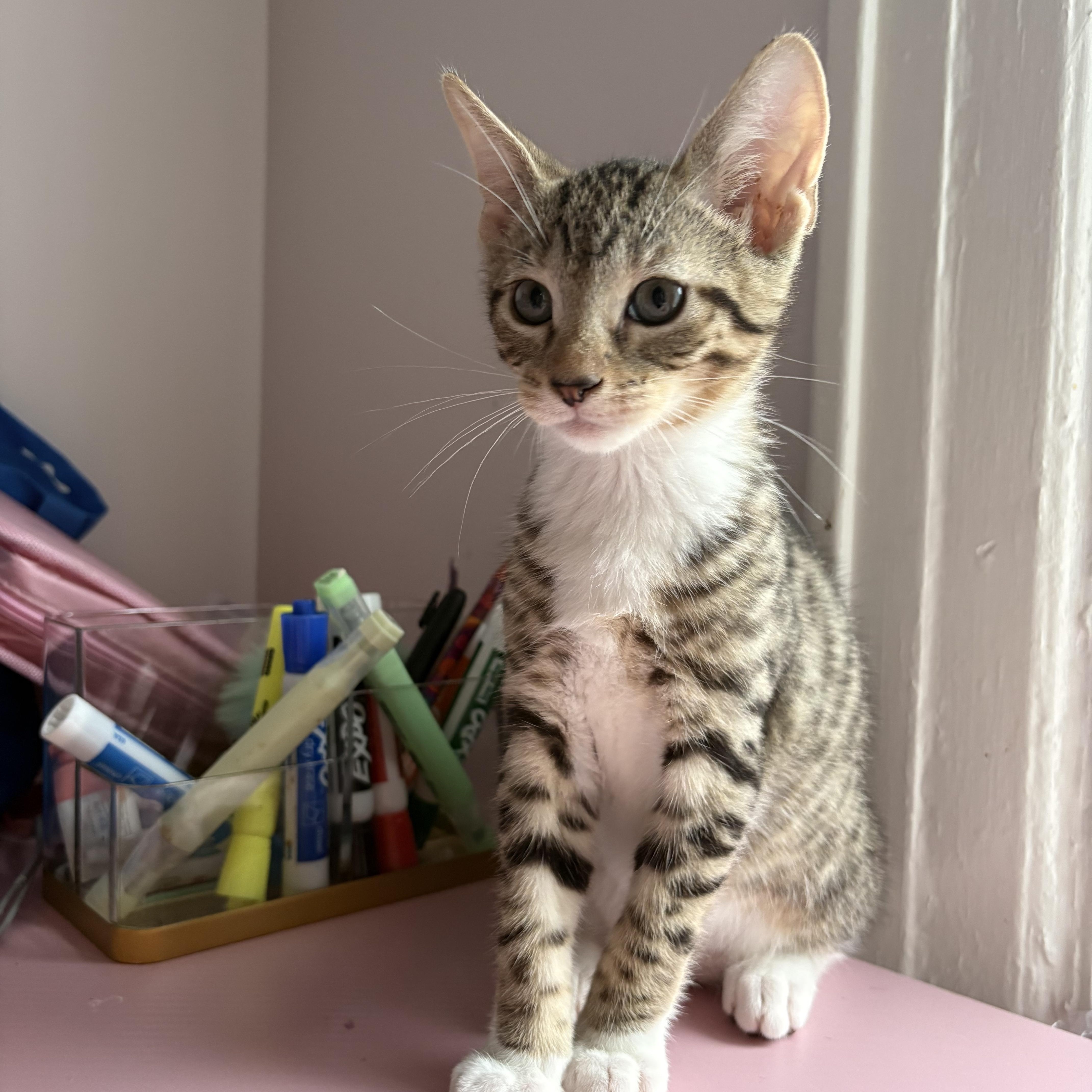 Enlarge Atticus, a Adoptable mixed breed in Roslyn Heights, NY image 4/5