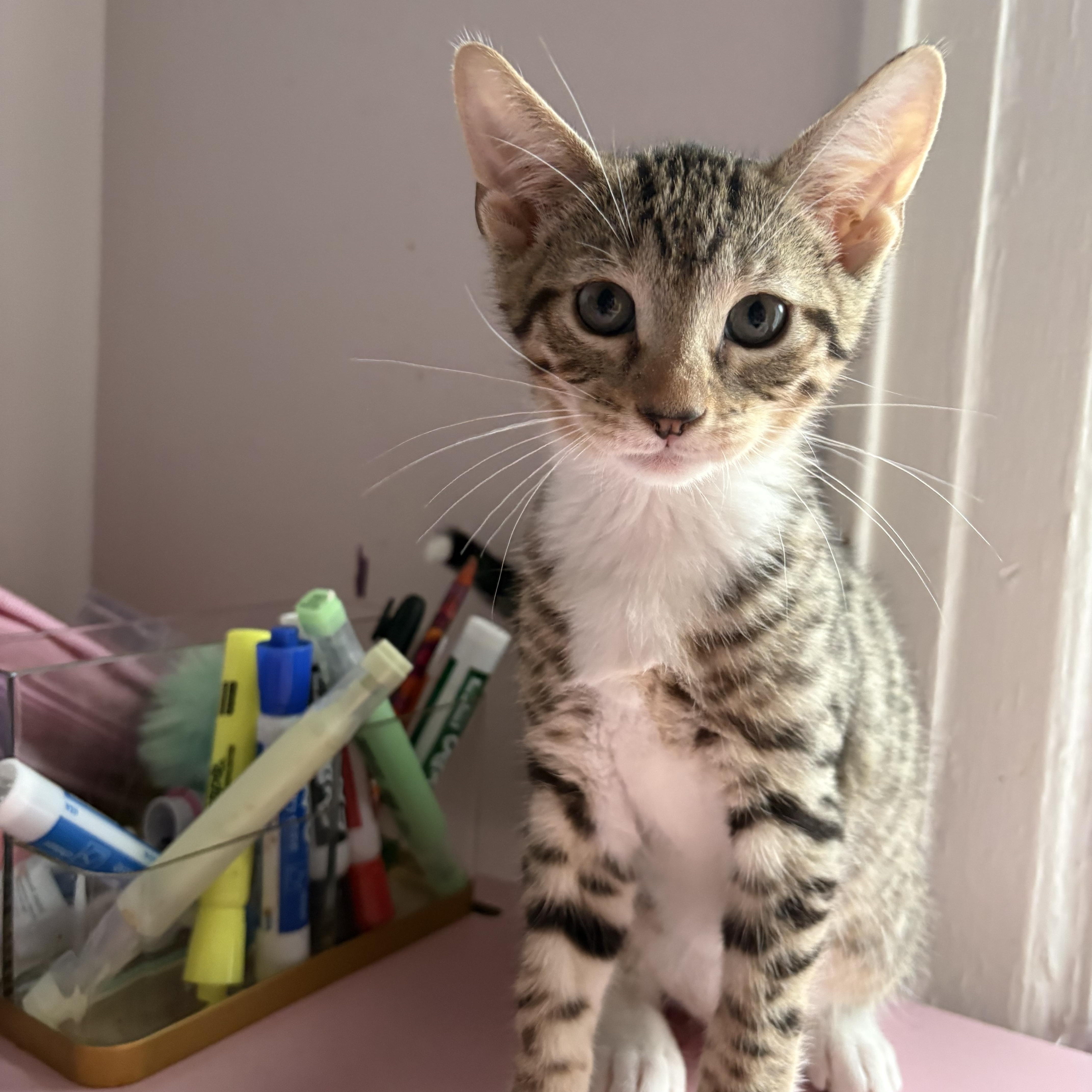Enlarge Atticus, a Adoptable mixed breed in Roslyn Heights, NY image 5/5