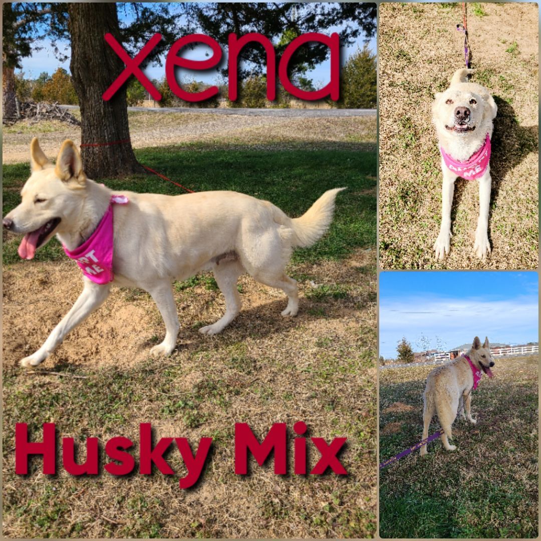 Xena, a Adoptable mixed breed in Ashdown, AR image 1/2