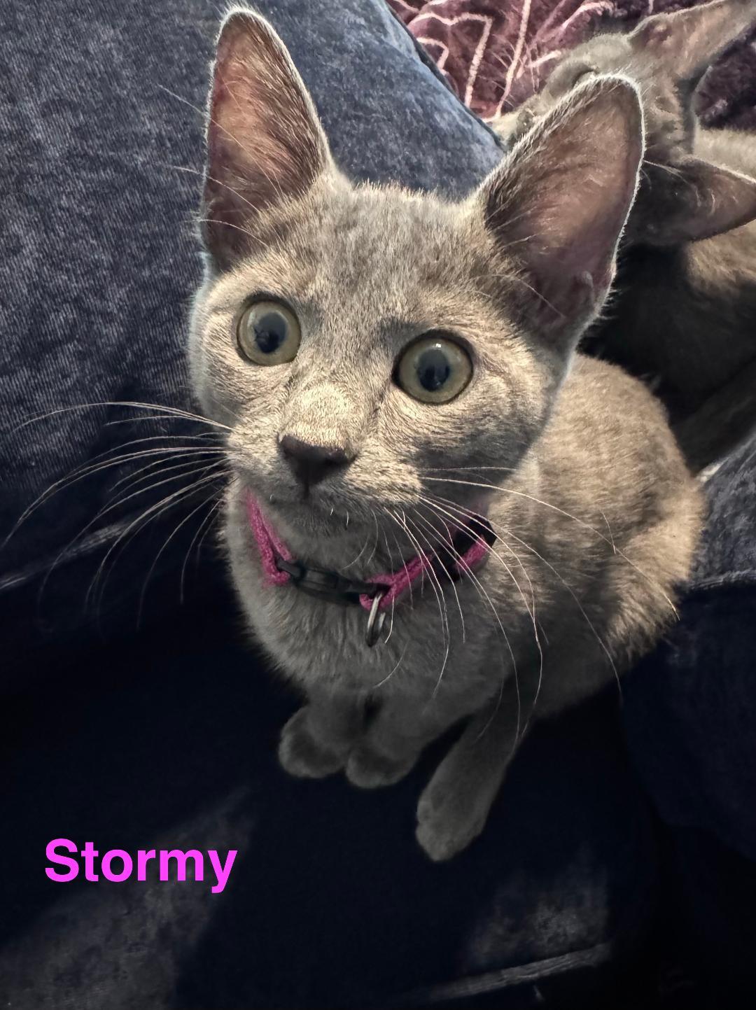 Stormy, ADOPTABLE, Kitten Female Domestic Short Hair.