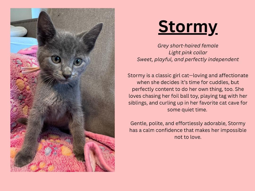 Stormy, ADOPTABLE, Kitten Female Domestic Short Hair.