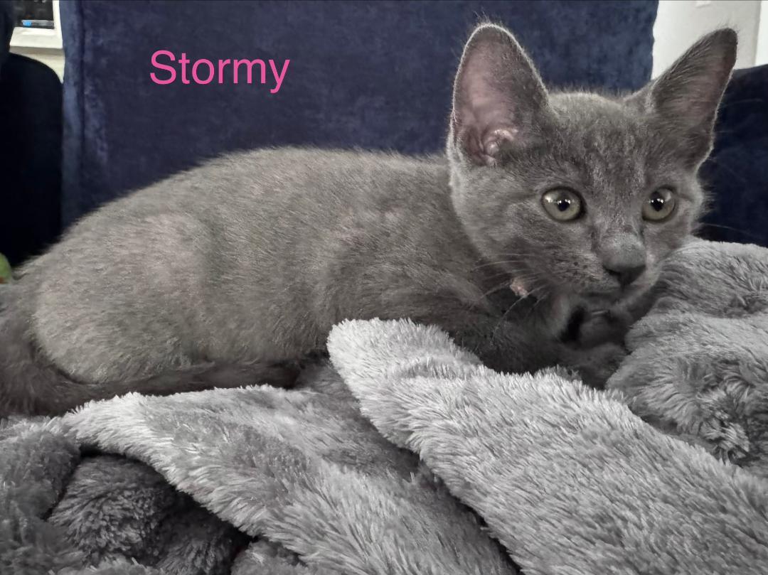 Stormy, a ADOPTABLE Domestic Short Hair in Terrell, TX image 2/2
