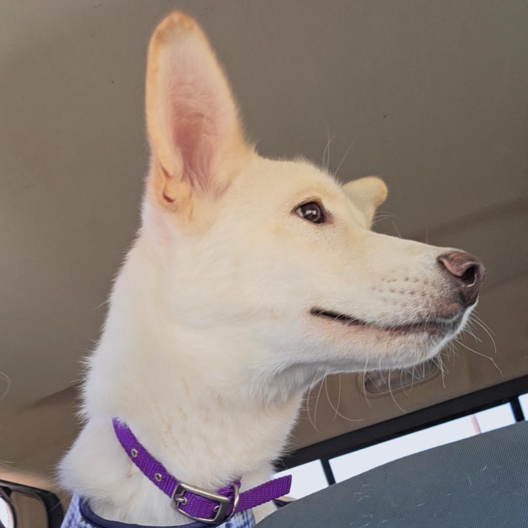 Enlarge Sasha, a Adoptable mixed breed in Santa Clara, CA image 1/6