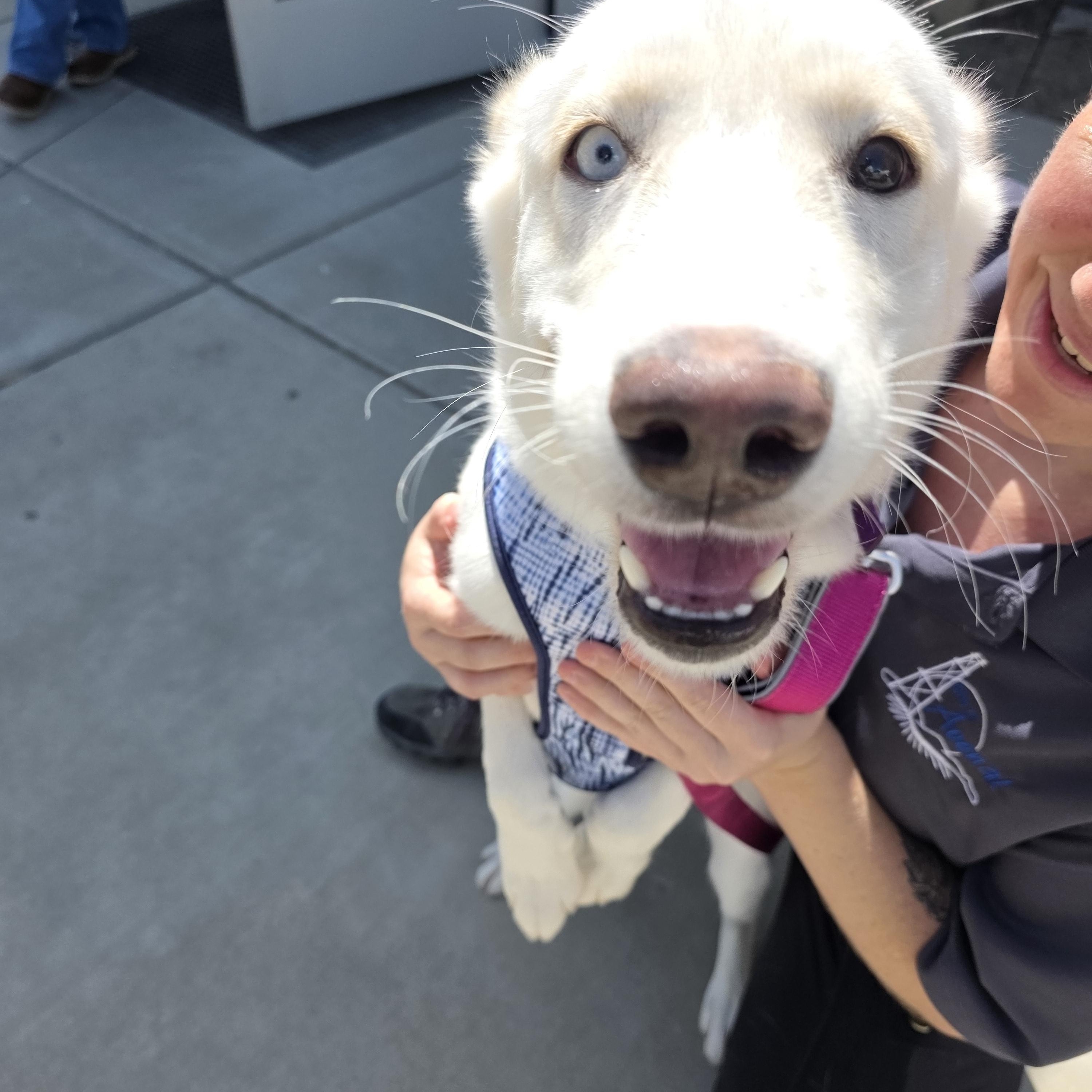 Enlarge Sasha, a Adoptable mixed breed in Santa Clara, CA image 4/6