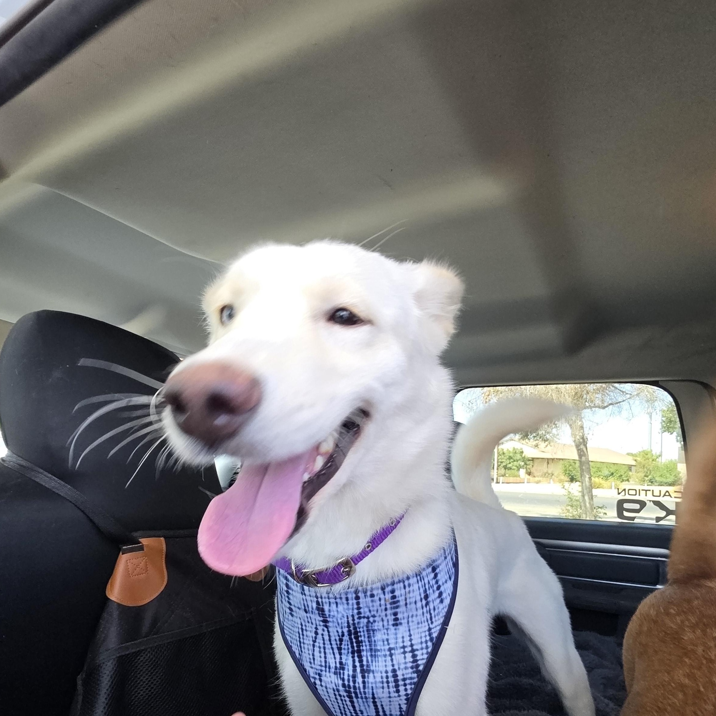 Enlarge Sasha, a Adoptable mixed breed in Santa Clara, CA image 2/6