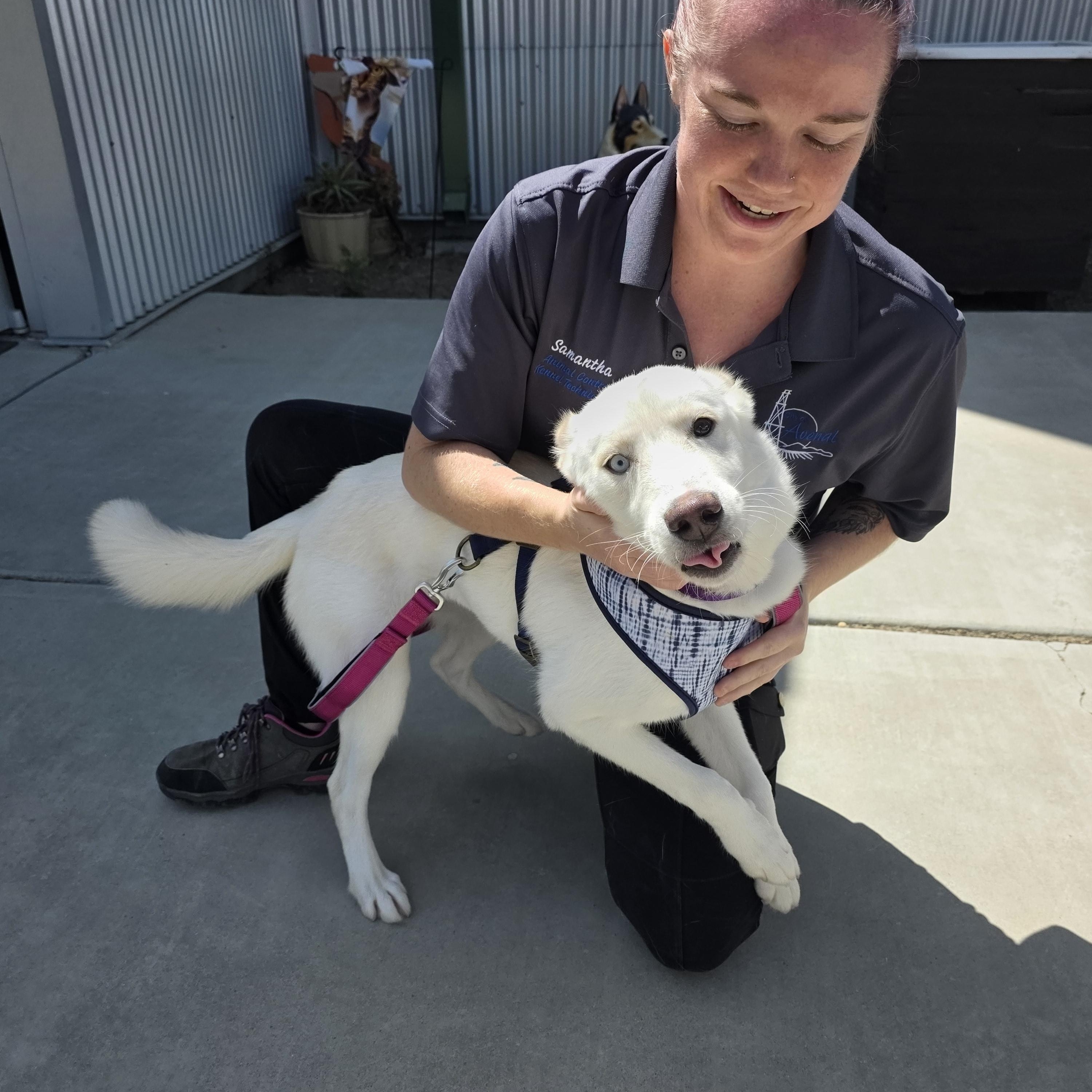 Enlarge Sasha, a Adoptable mixed breed in Santa Clara, CA image 5/6