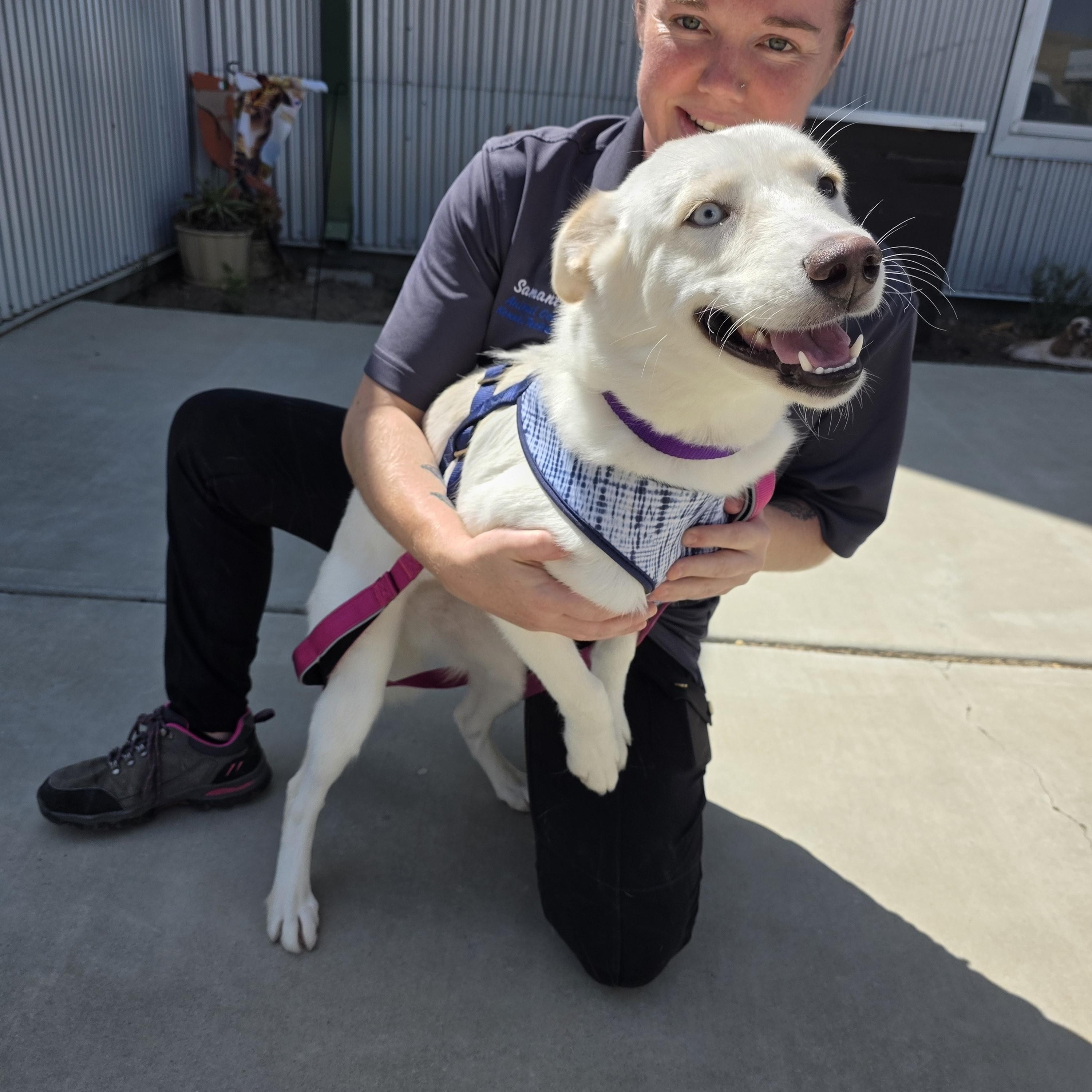 Enlarge Sasha, a Adoptable mixed breed in Santa Clara, CA image 6/6