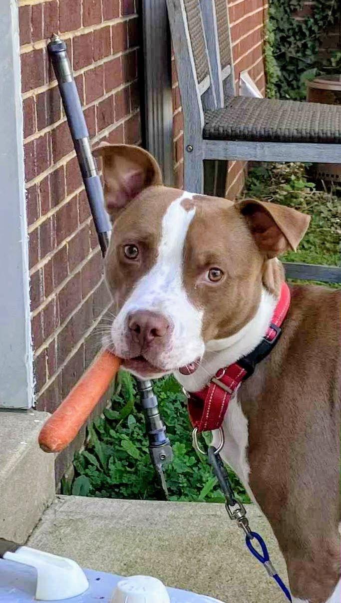 Enlarge Metro, a Adoptable Terrier in Herndon, VA image 1/3