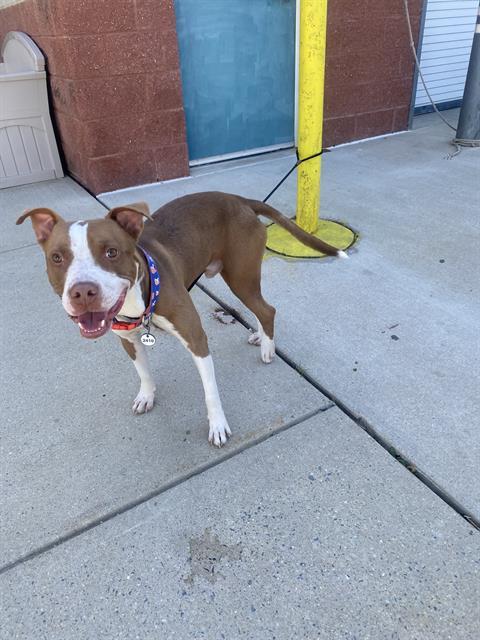 Enlarge Metro, a Adoptable Terrier in Herndon, VA image 2/3