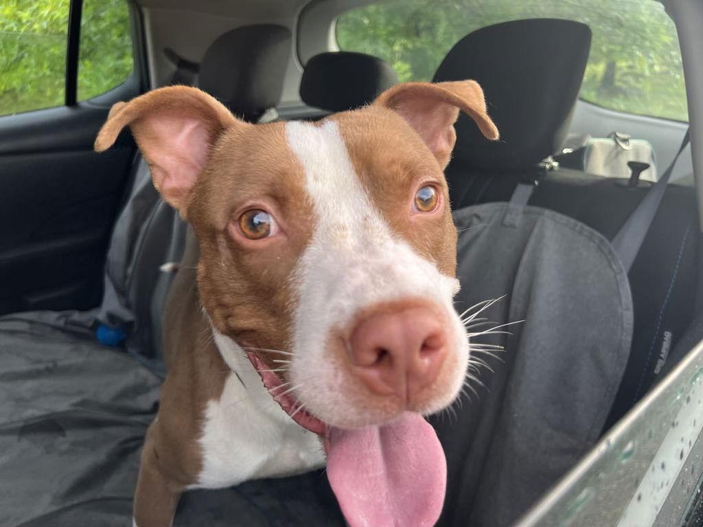 Enlarge Metro, a Adoptable Terrier in Herndon, VA image 3/3