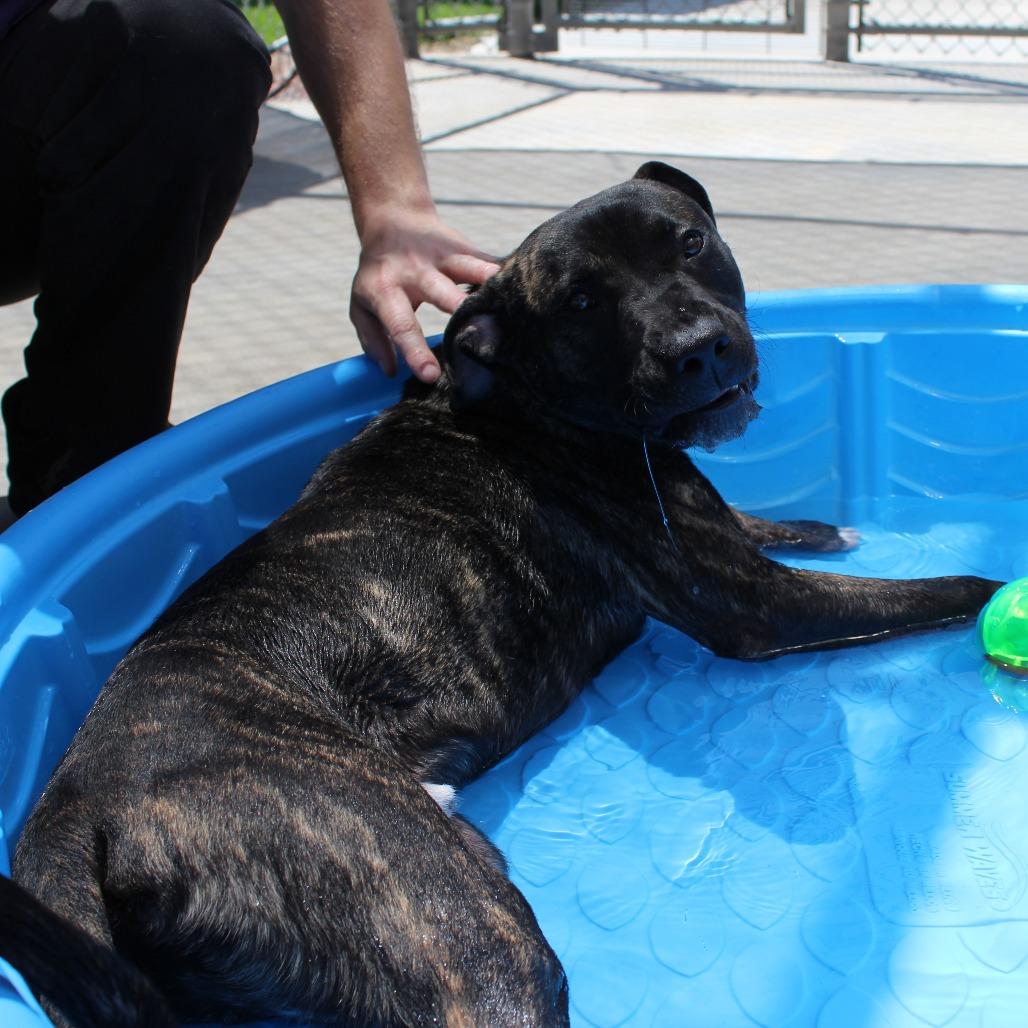 Maximus, a Adoptable Mixed Breed in McPherson, KS image 3/6