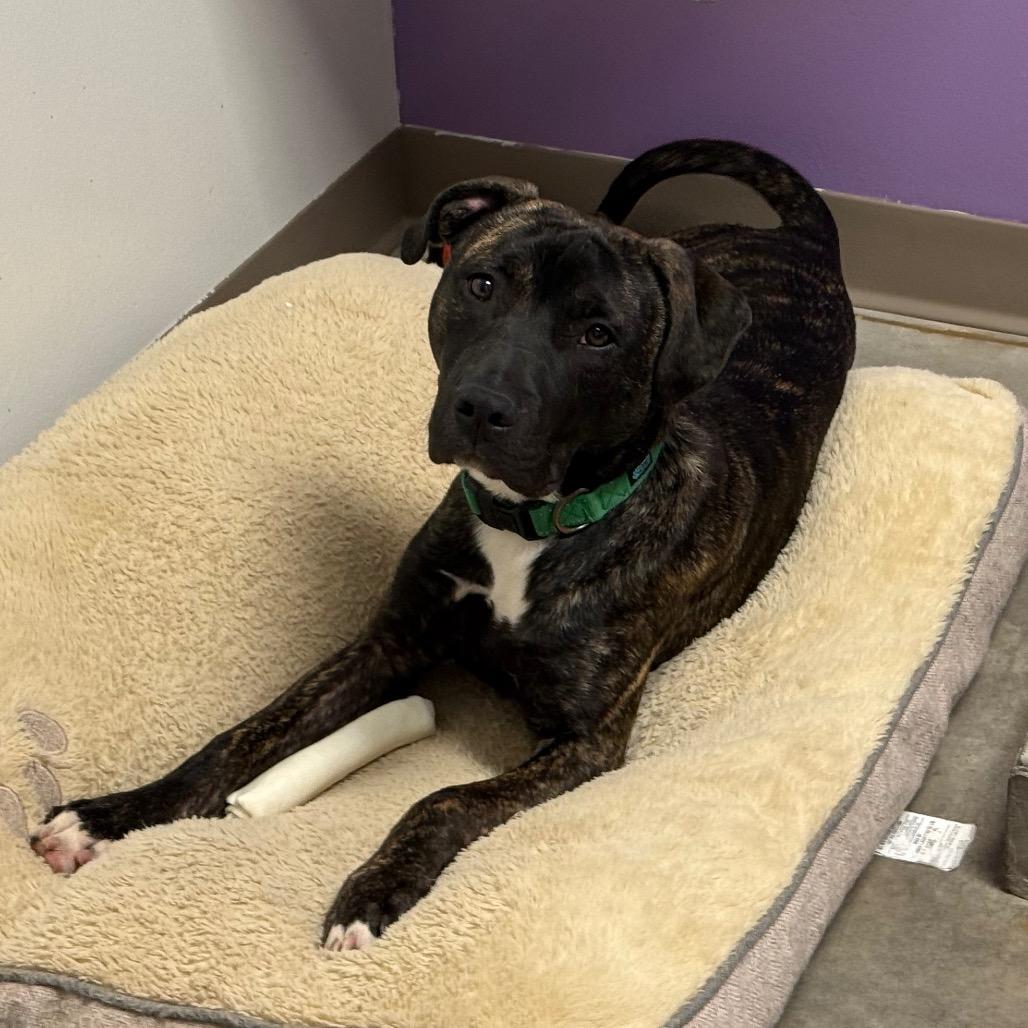 Maximus, a Adoptable Mixed Breed in McPherson, KS image 4/6