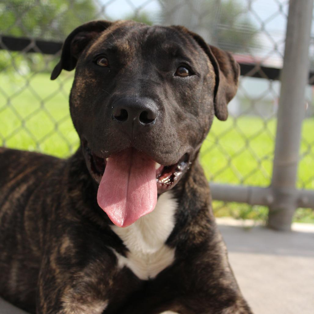 Maximus, a Adoptable Mixed Breed in McPherson, KS image 5/6