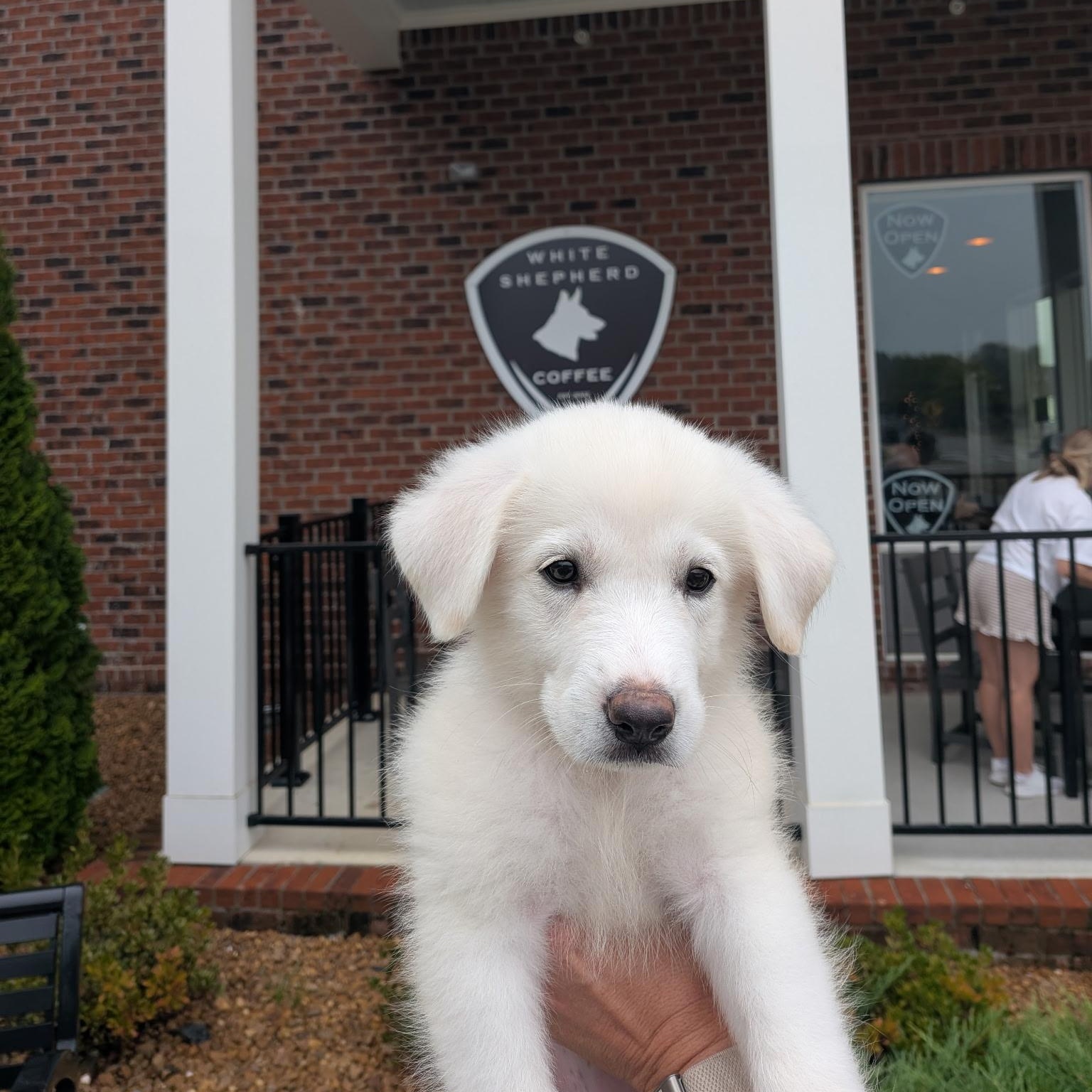 Enlarge Bumble "Bea", a Adopted mixed breed in Spring hill, TN image 5/6