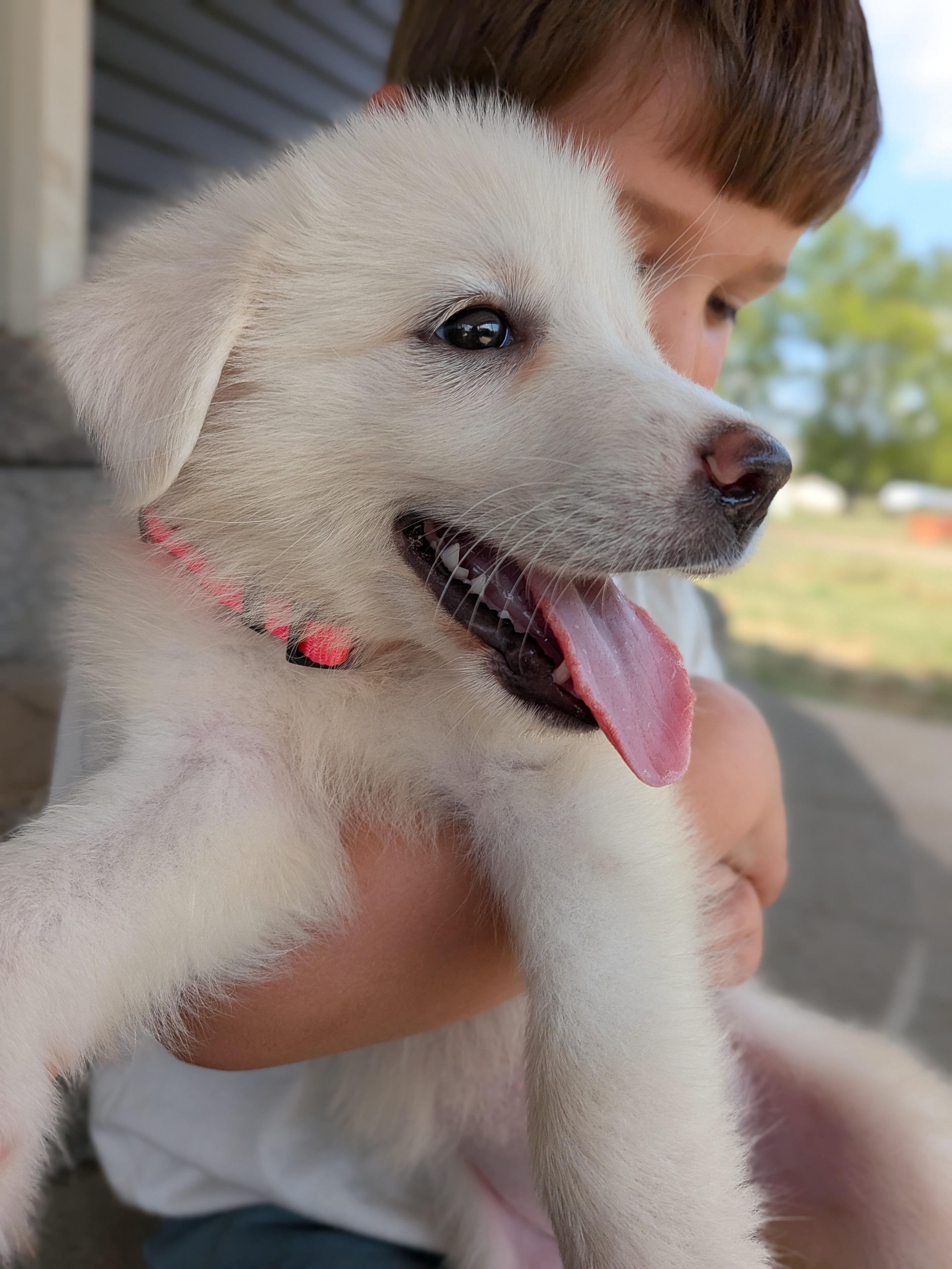 Enlarge Bumble "Bea", a Adopted mixed breed in Spring hill, TN image 4/6